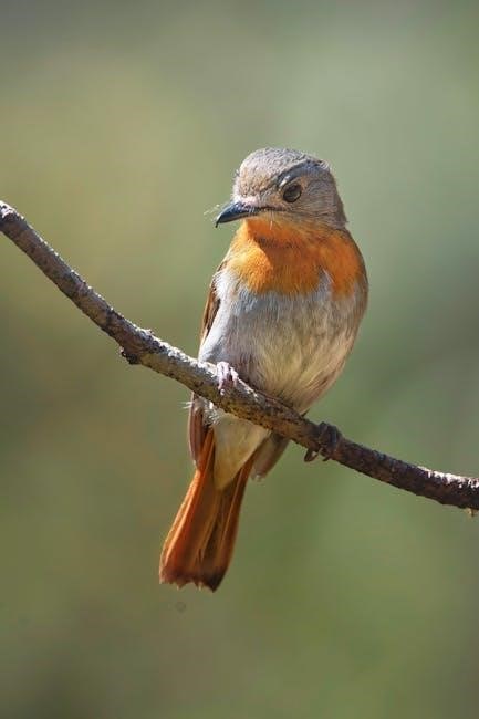 bird guide jack griggs pdf